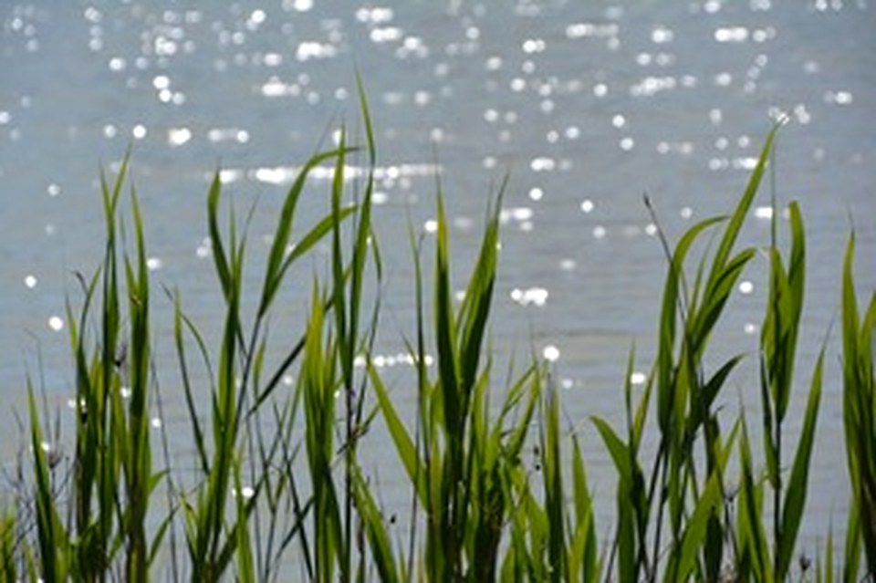 Reeds along the lake edge